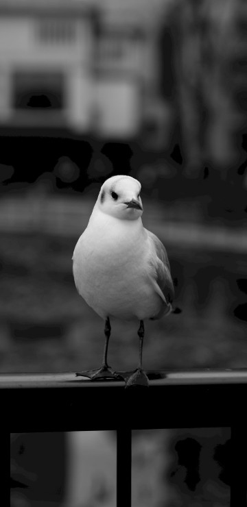 Image white bird on black metal fence