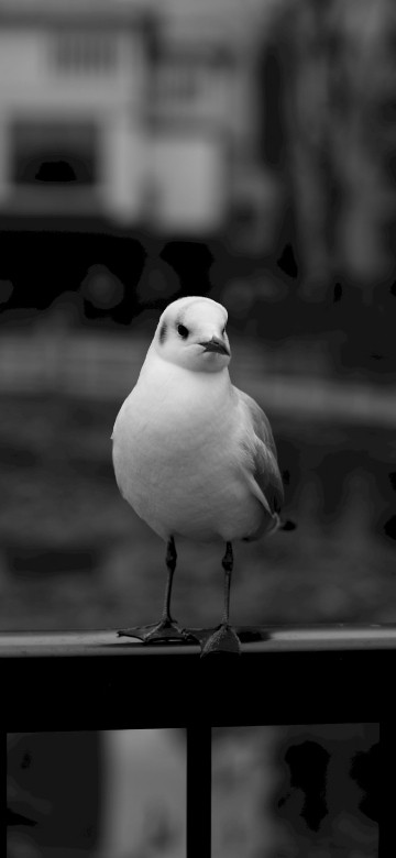 Image white bird on black metal fence
