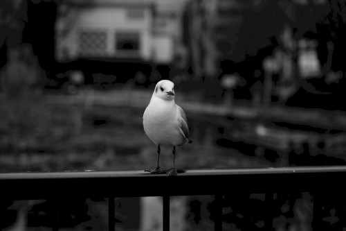 Image white bird on black metal fence