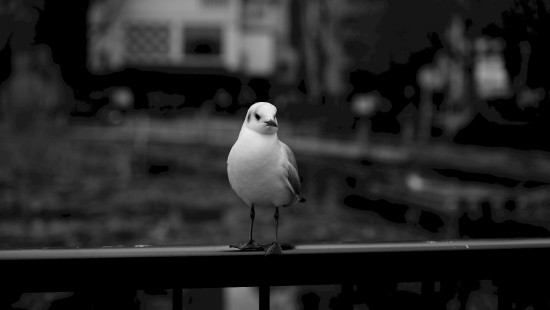 Image white bird on black metal fence