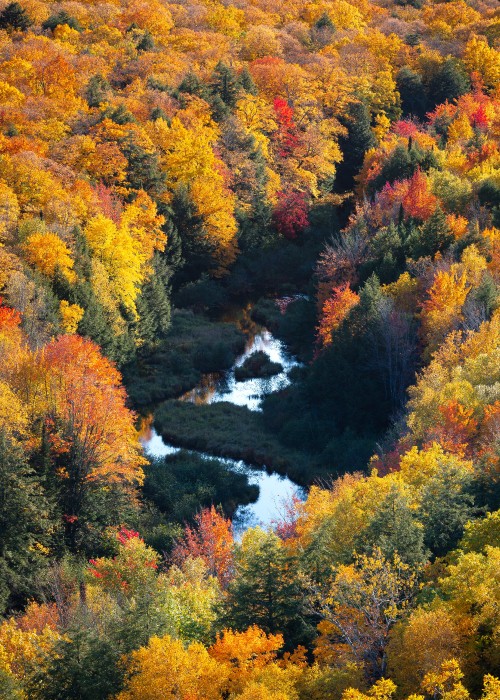 Image nature, natural landscape, leaf, tree, vegetation