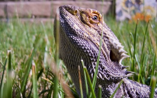 Image brown and gray bearded dragon on green grass during daytime