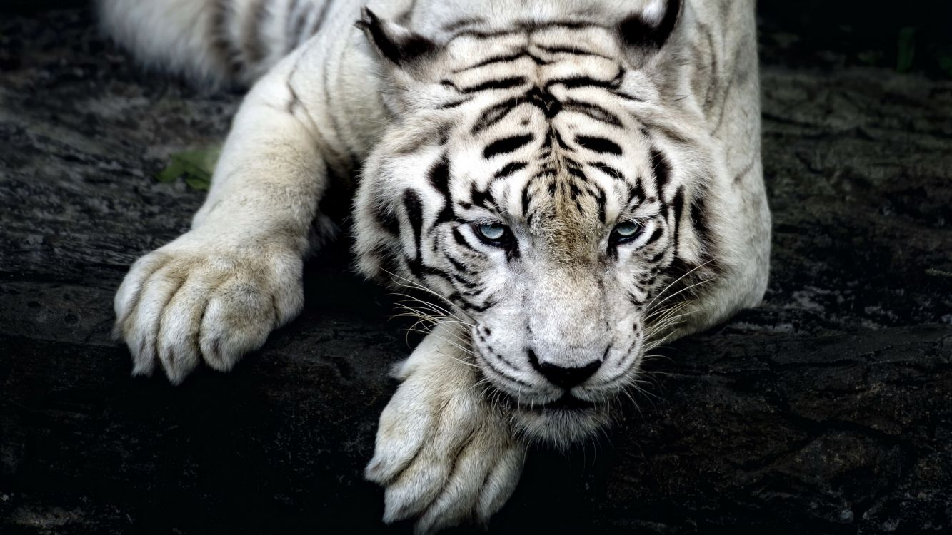 Les Fonds D Ecran Tigre Brun Et Noir Allonge Sur Le Sol Les Images Et Les Photos Gratuits Les Fonds D Ecran Tigre Brun Et Noir Allonge Sur Le Sol Les Images Et Les Photos Gratuits