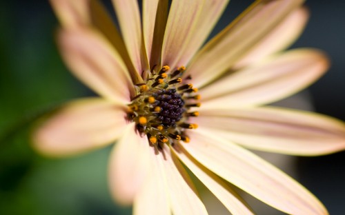 Image white and yellow flower in bloom