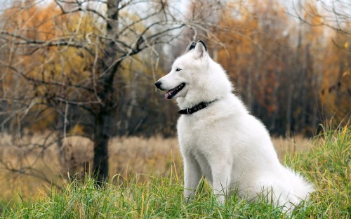 Image white siberian husky puppy on green grass field during daytime
