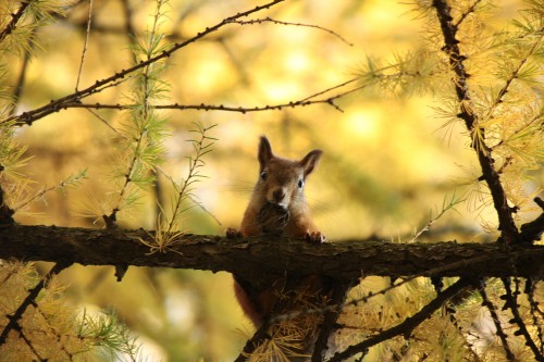 Image brown fox on brown tree branch during daytime