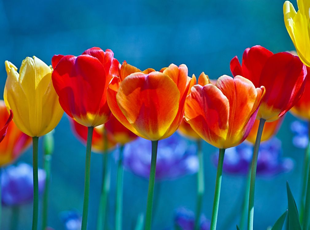 red and yellow tulips in bloom during daytime