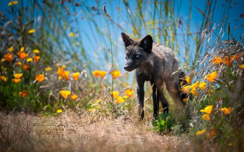 Image gray and white fox on brown grass field during daytime