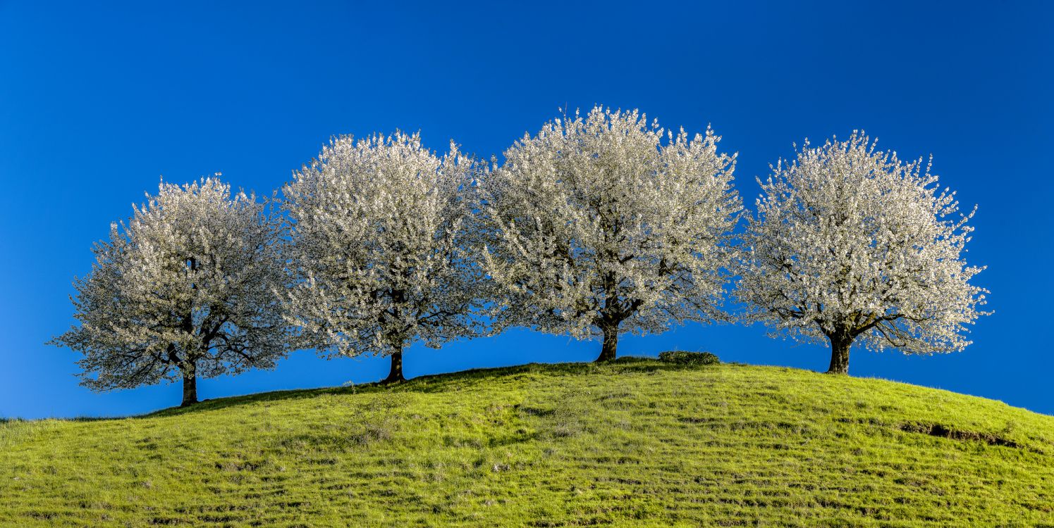 性质, 木本植物, 植被, 放牧, 生态系统 壁纸 2048x1027 允许