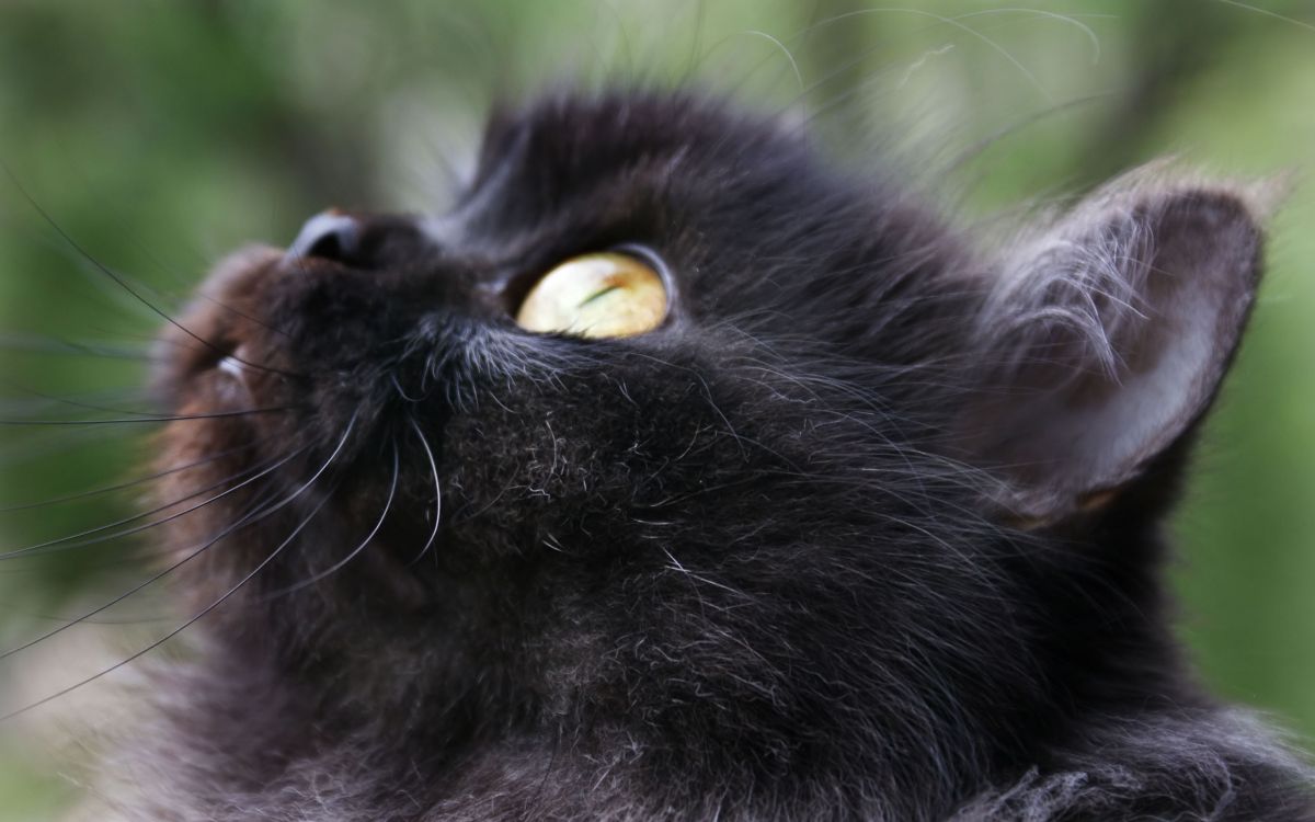 Schwarze Katze Mit Gelben Augen. Wallpaper in 2560x1600 Resolution