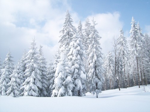 Image snow covered pine trees during daytime