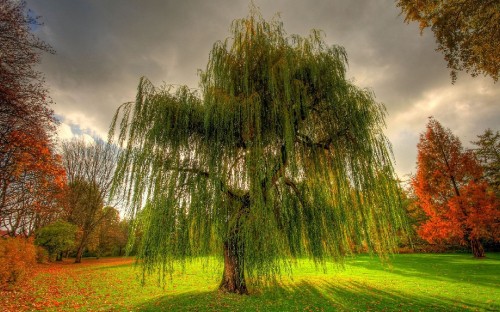 Image green trees on green grass field under gray cloudy sky