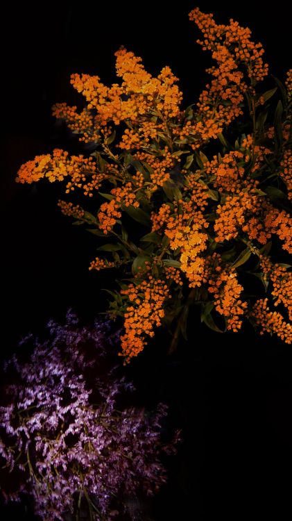 IOS 10, IPhone, Apple, IOS 9, IOS. Wallpaper in 1242x2208 Resolution