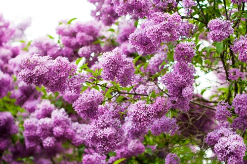 Image purple flowers in close up photography