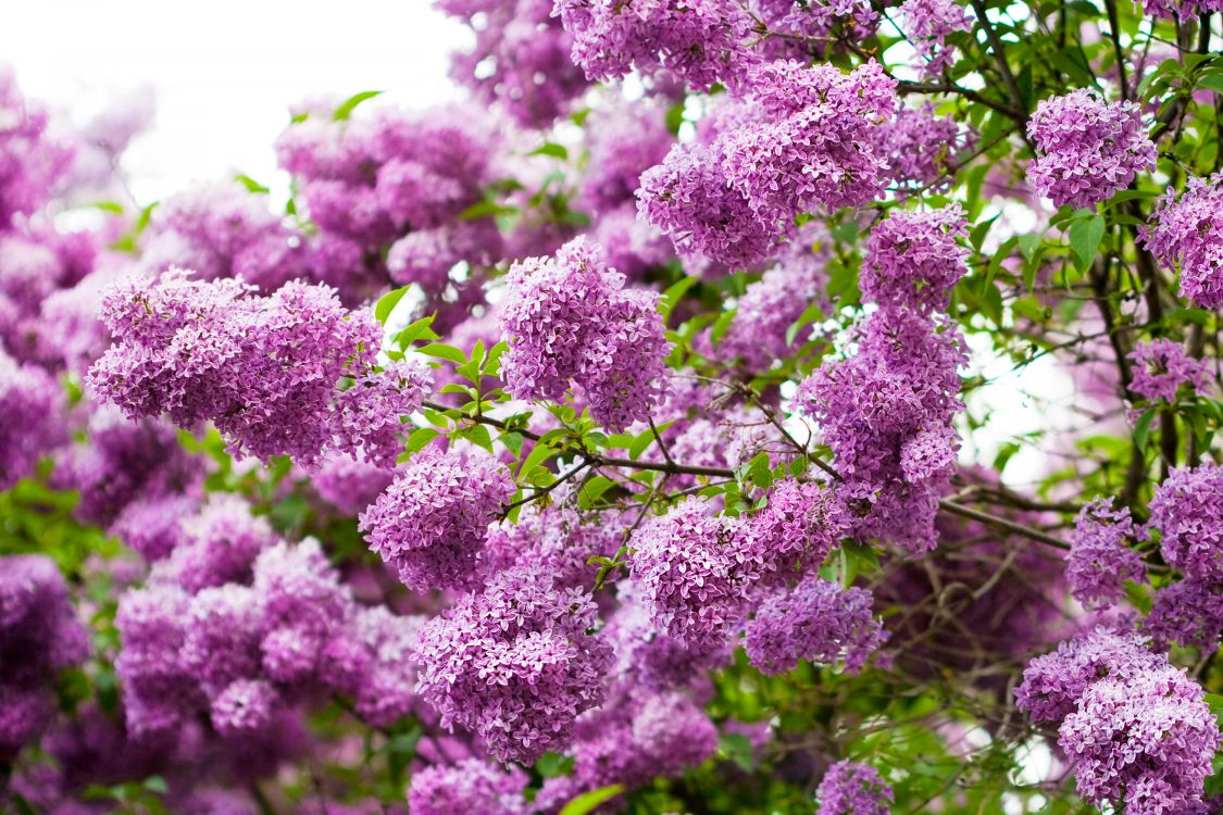 purple flowers in close up photography