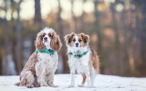 Image brown and white short coated small dog on snow covered ground during daytime