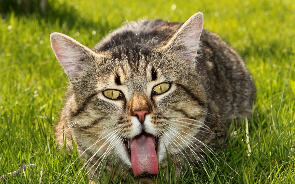 brown tabby cat on green grass