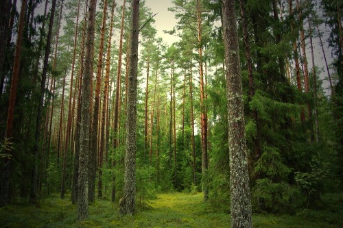 Image green trees on green grass field during daytime