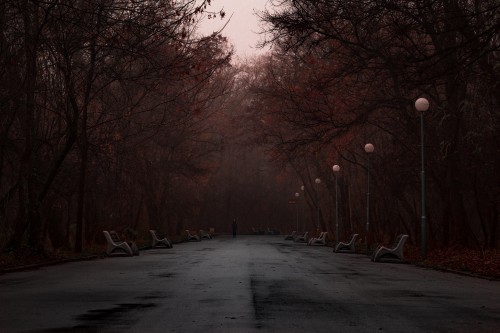 Image gray road between bare trees during daytime