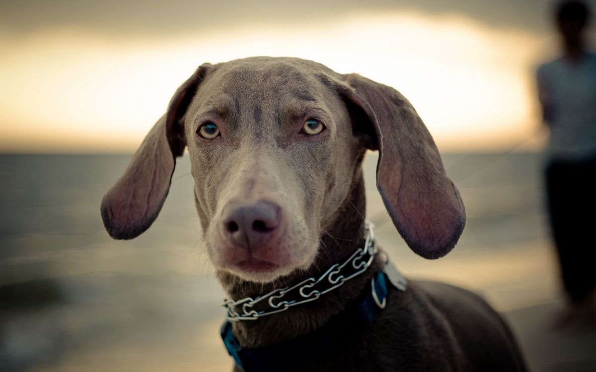 brown short coated dog with blue and white collar