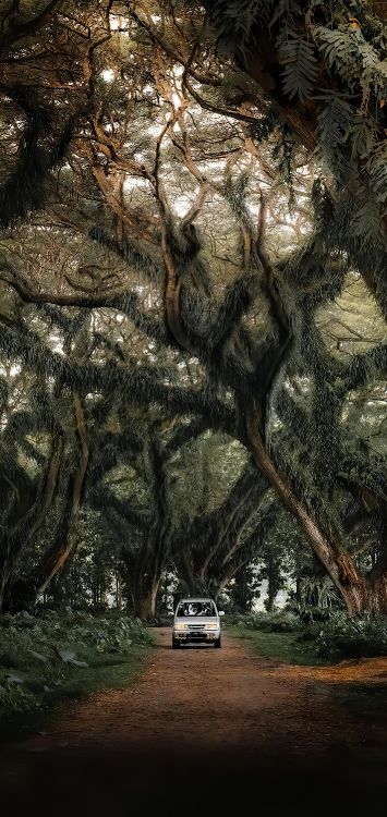 Voiture Compacte, Paysage Naturel, Rameau, Plante Terrestre. Wallpaper in 1422x3000 Resolution