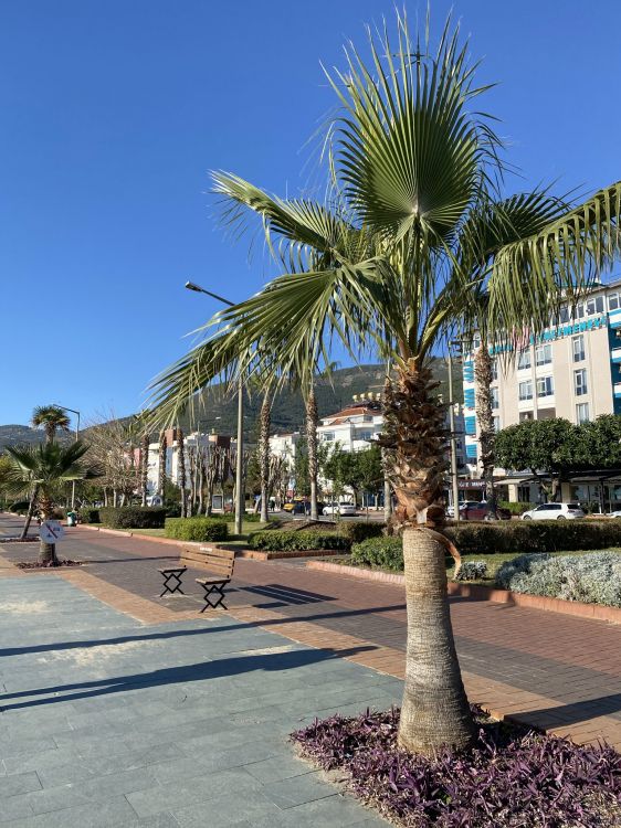 Palme, Dattelpalme, Azure, Baum, Gebäude. Wallpaper in 1536x2048 Resolution