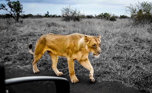 Image brown lioness walking on gray dirt road during daytime