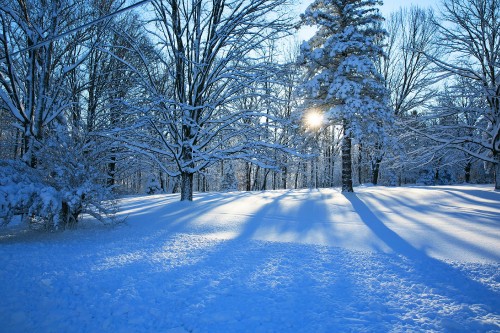 Image snow covered trees during daytime