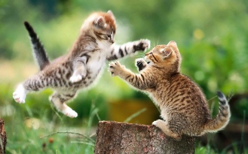 Image cats playing, kitten, siamese cat, dog, tabby cat