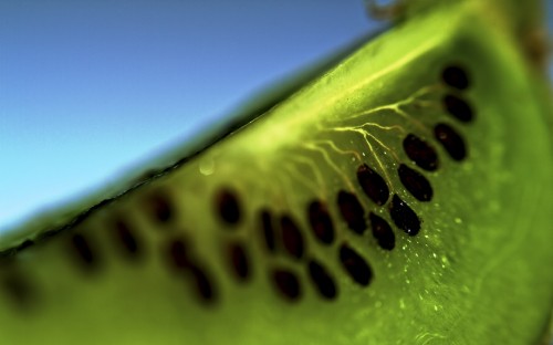 Image green and black caterpillar on green leaf