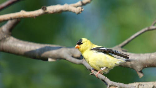 Image yellow and black bird on tree branch