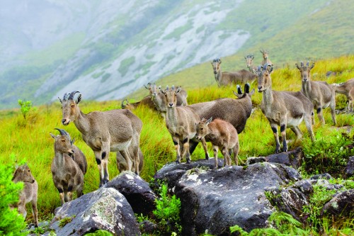 Image herd of brown deer on gray rock during daytime