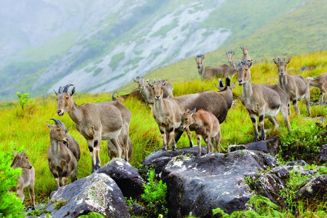 herd of brown deer on gray rock during daytime