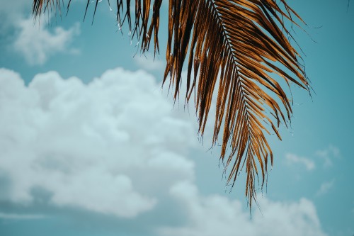 Image palm trees, tree, blue, palm tree, daytime