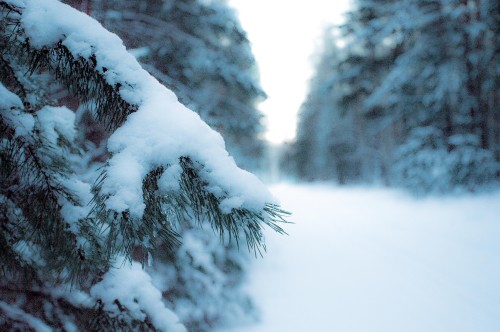 Image snow covered tree during daytime