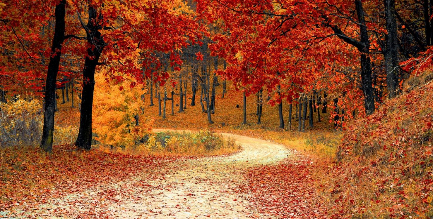 Herbstfest, Herbst, Mid-Autumn Festival, Brown, Ökoregion. Wallpaper in 2131x1080 Resolution