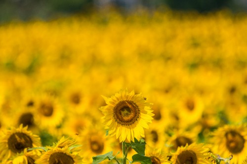 Image yellow sunflower field during daytime