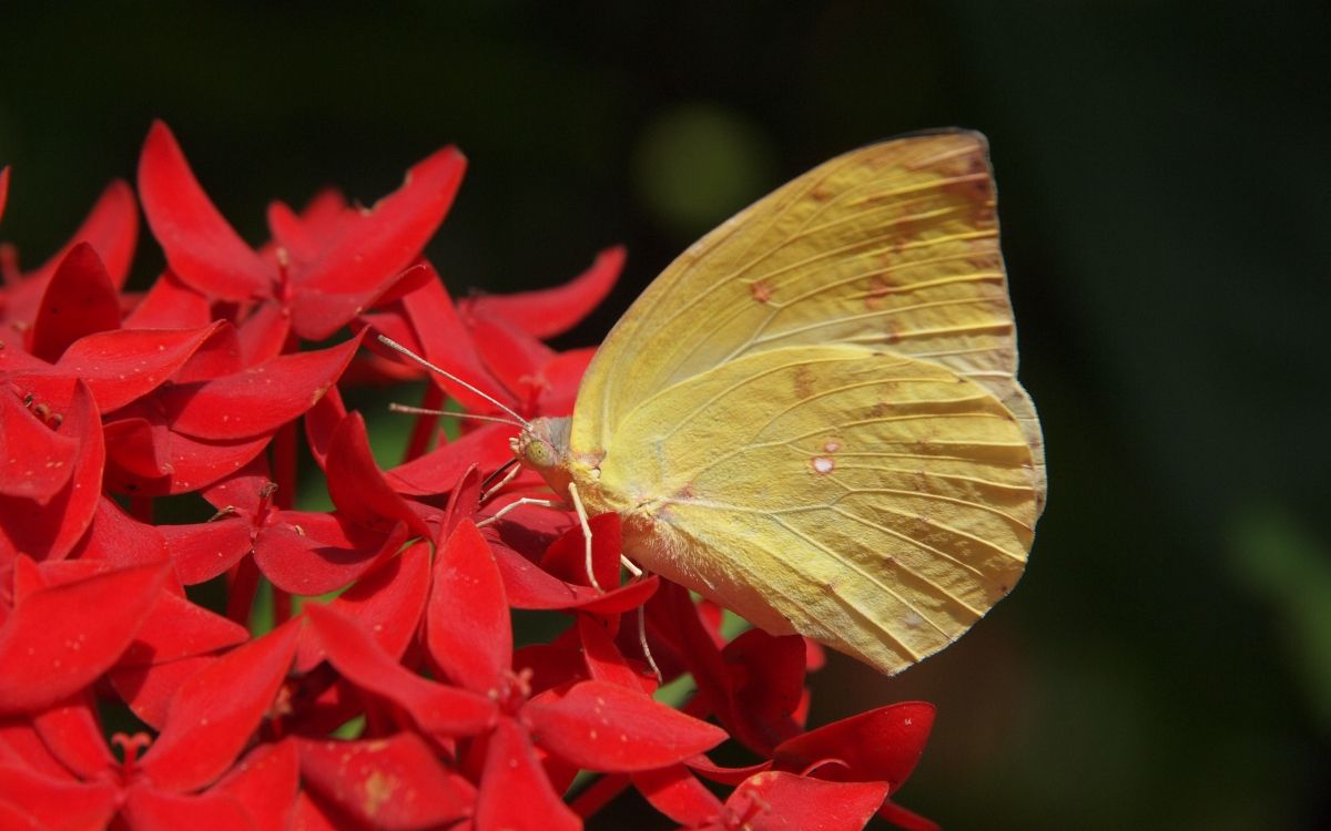 Mariposa Amarilla Posada Sobre Flor Roja en Fotografía Cercana Durante el Día. Wallpaper in 2560x1600 Resolution