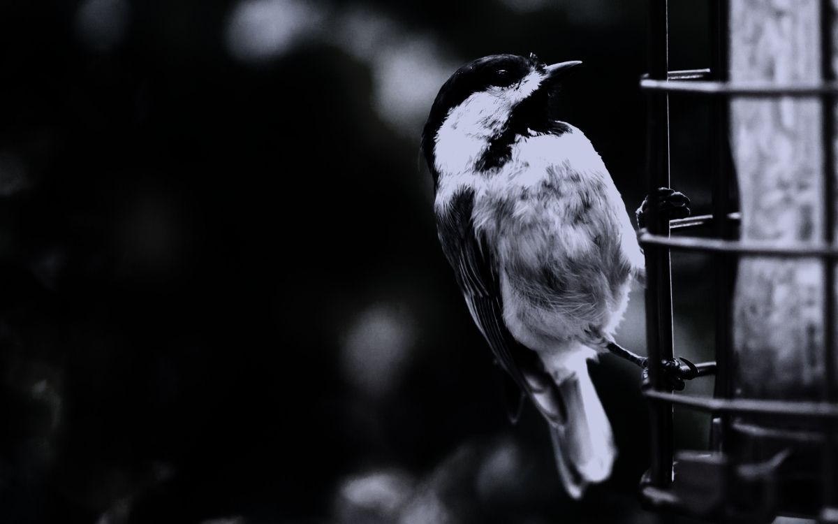 grayscale photo of bird on tree branch
