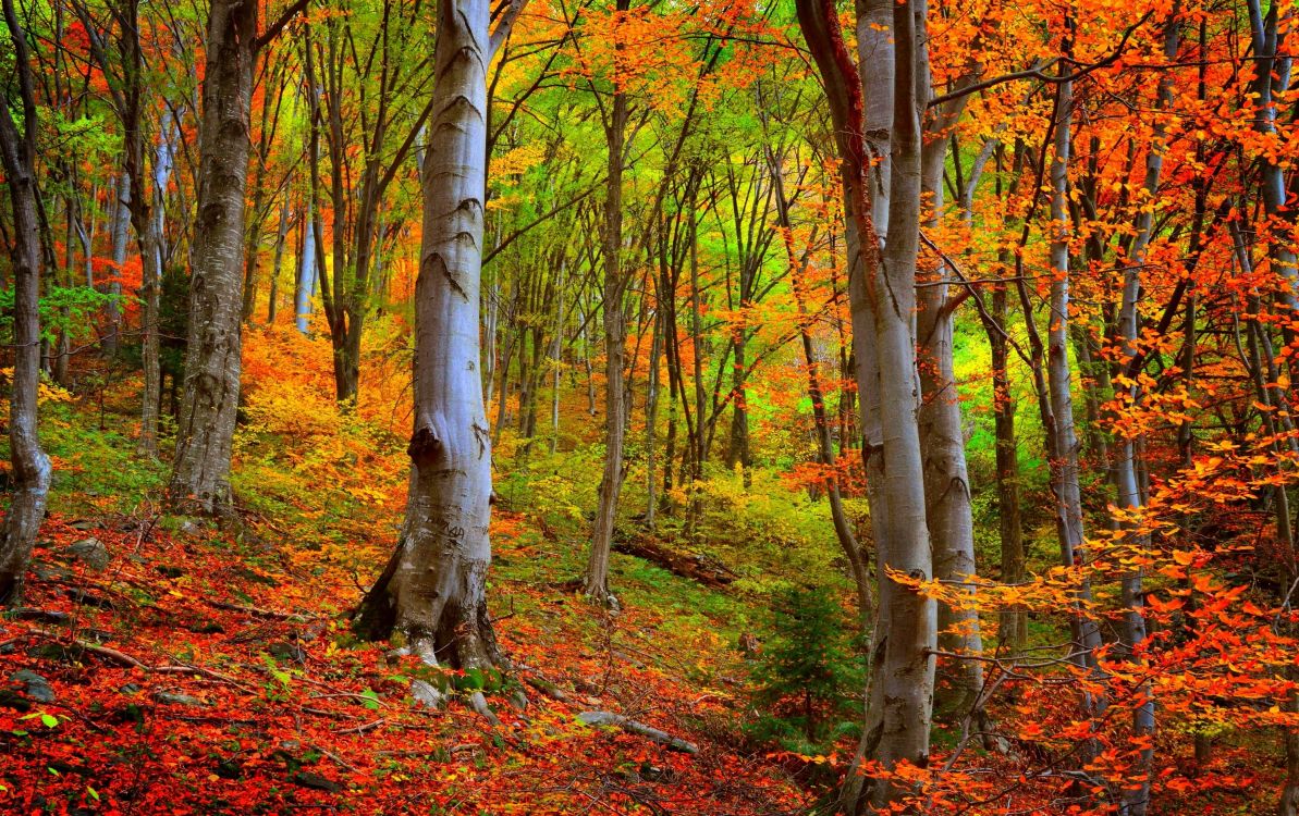 Arbres Bruns Avec Des Feuilles Brunes. Wallpaper in 3000x1885 Resolution