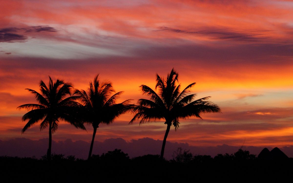 Silhouette Der Palme Bei Sonnenuntergang. Wallpaper in 2560x1600 Resolution