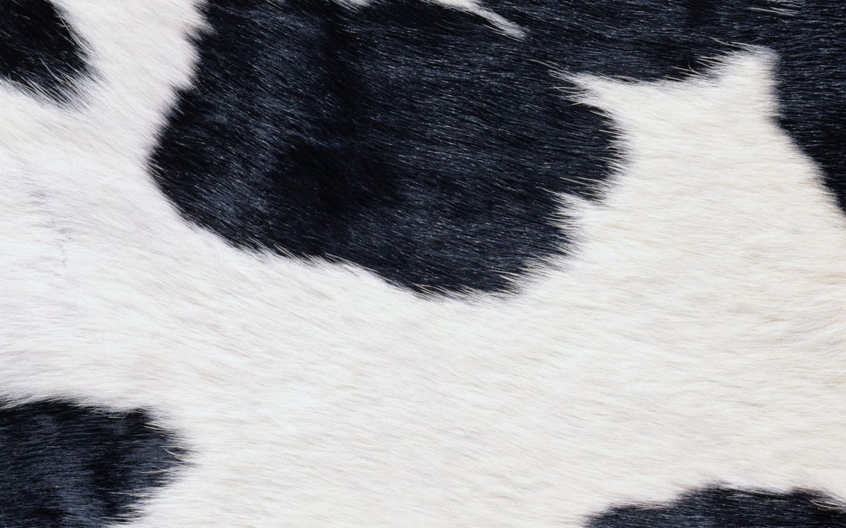 Textile Rayé Noir et Blanc. Wallpaper in 2560x1600 Resolution