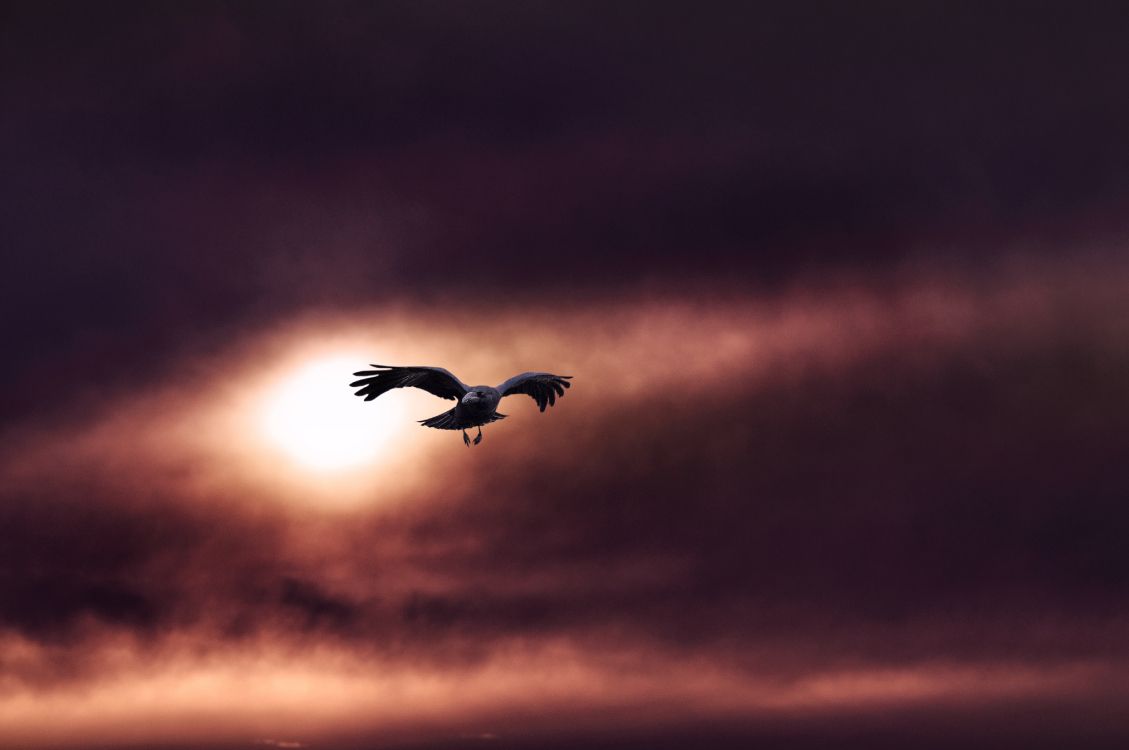 Silhouette D'oiseau Volant Pendant le Coucher du Soleil. Wallpaper in 4288x2848 Resolution
