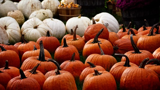 Image orange pumpkins on green grass during daytime