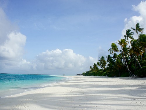 Image green palm trees on white sand beach during daytime