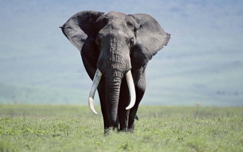 Image grey elephant on green grass field during daytime