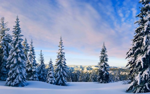 Image green pine trees on snow covered ground under white clouds and blue sky during daytime