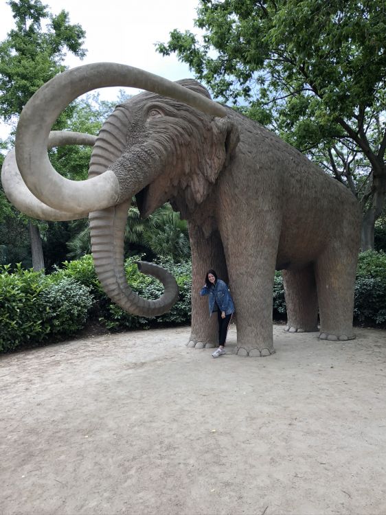 Les Éléphants et Les Mammouths, Éléphants D'Afrique, Pour Les Animaux Terrestres, Éléphant Indien, Tusk. Wallpaper in 1536x2048 Resolution