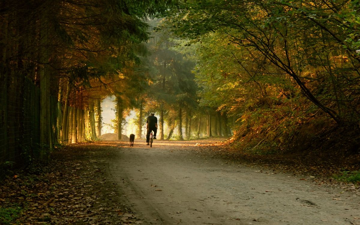 2 person walking on pathway between trees during daytime