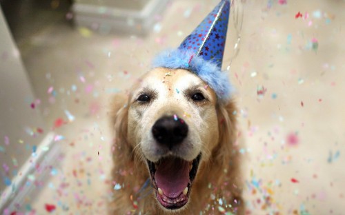 Image golden retriever with blue and white star hat